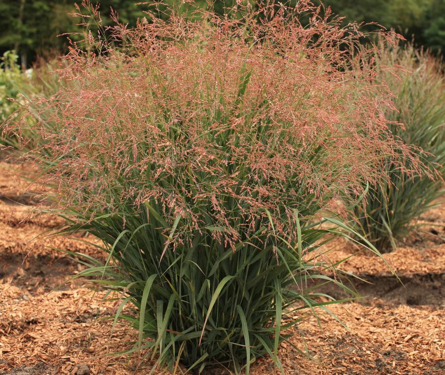 Panicum virgatum 'Dream Catcher® Smoky Rose®'