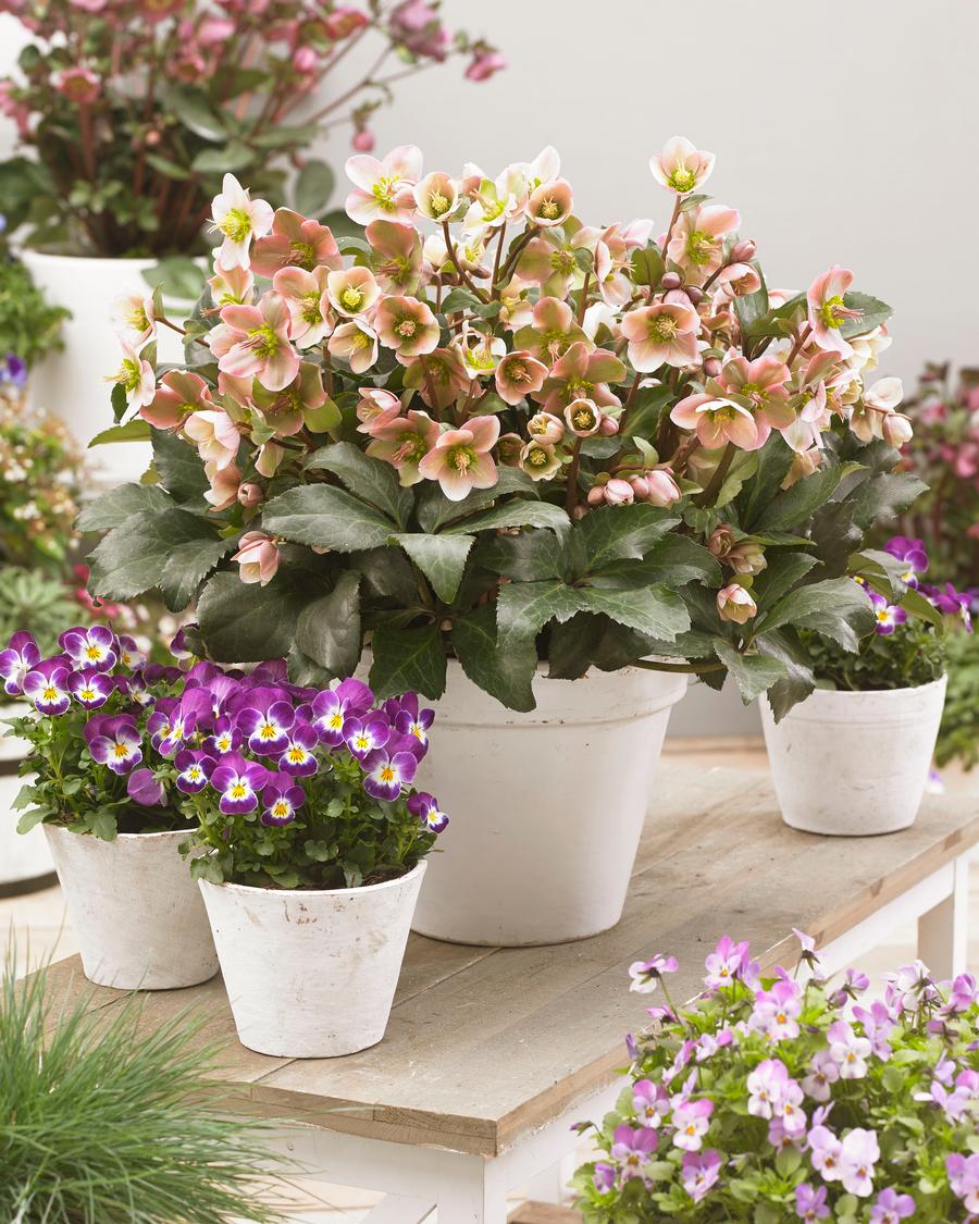 Helleborus x hybridus 'Angel Glow'