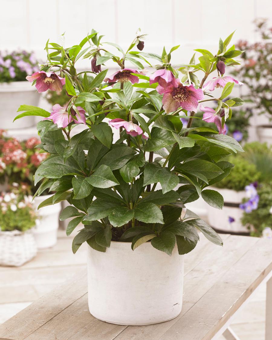 Helleborus x hybridus 'Tutu'