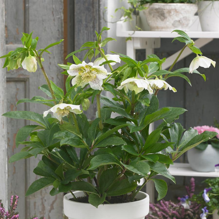 Helleborus x hybridus 'White Tutu'