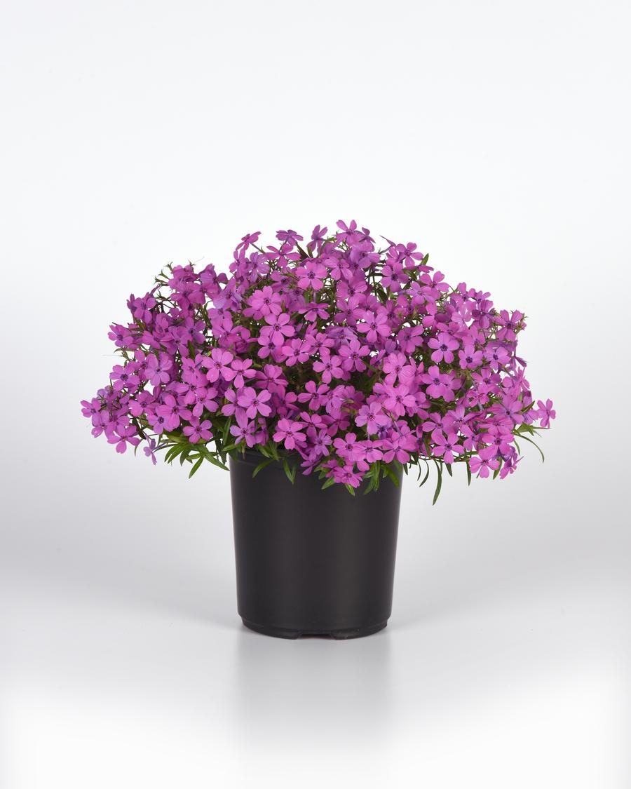 Phlox hybrida 'Spring Splash™ Violet'