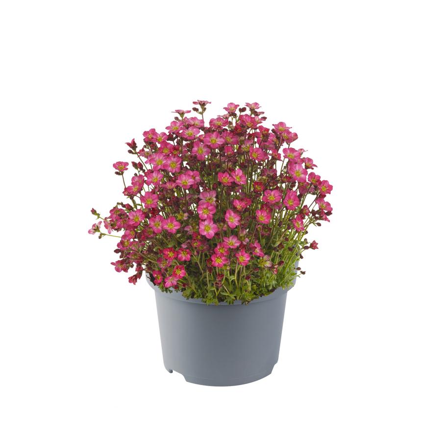 Saxifraga x arendsii 'Marto™ Hot Rose'