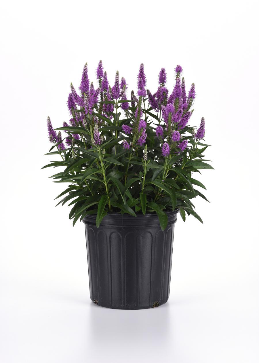 Veronica longifolia 'Skyward™ Lilac'