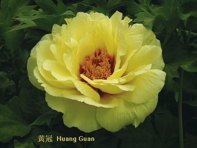 Peony Tree x suffruticosa 'Golden Crown (Yellow)'
