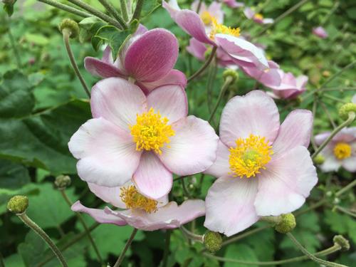 Anemone Tomentosa Robustissima