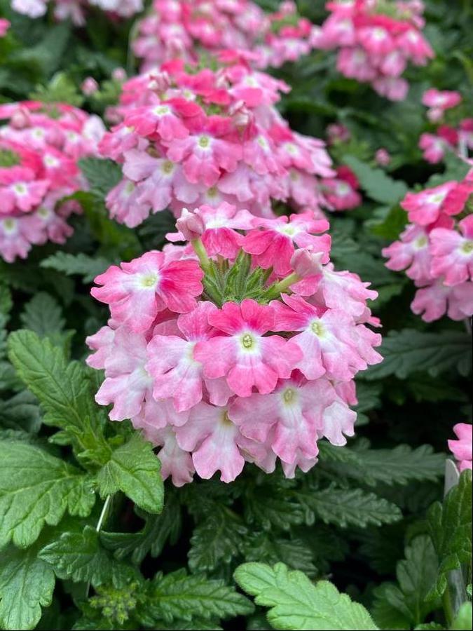 Verbena peruviana 'EnduraScape™ Pink Fizz'
