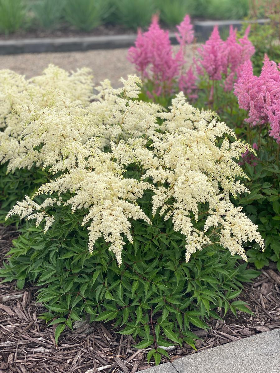 Astilbe chinensis 'Fireworks White'