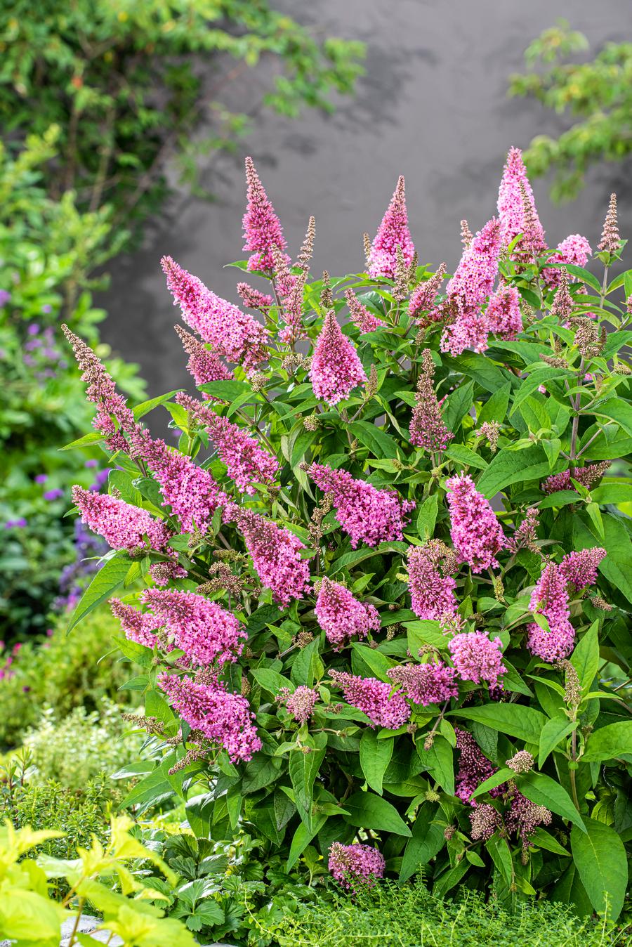 Buddleia 'Butterfly Candy® Lil' Taffy™'