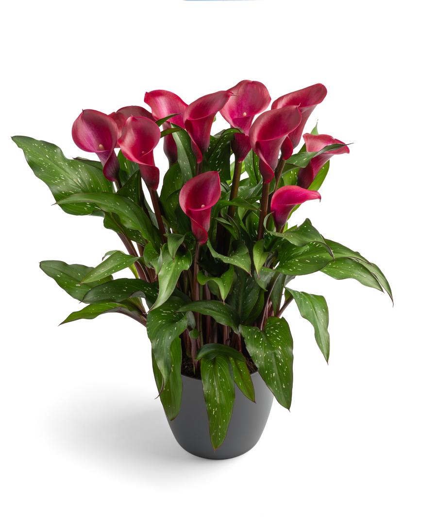 Calla 'Tokyo'