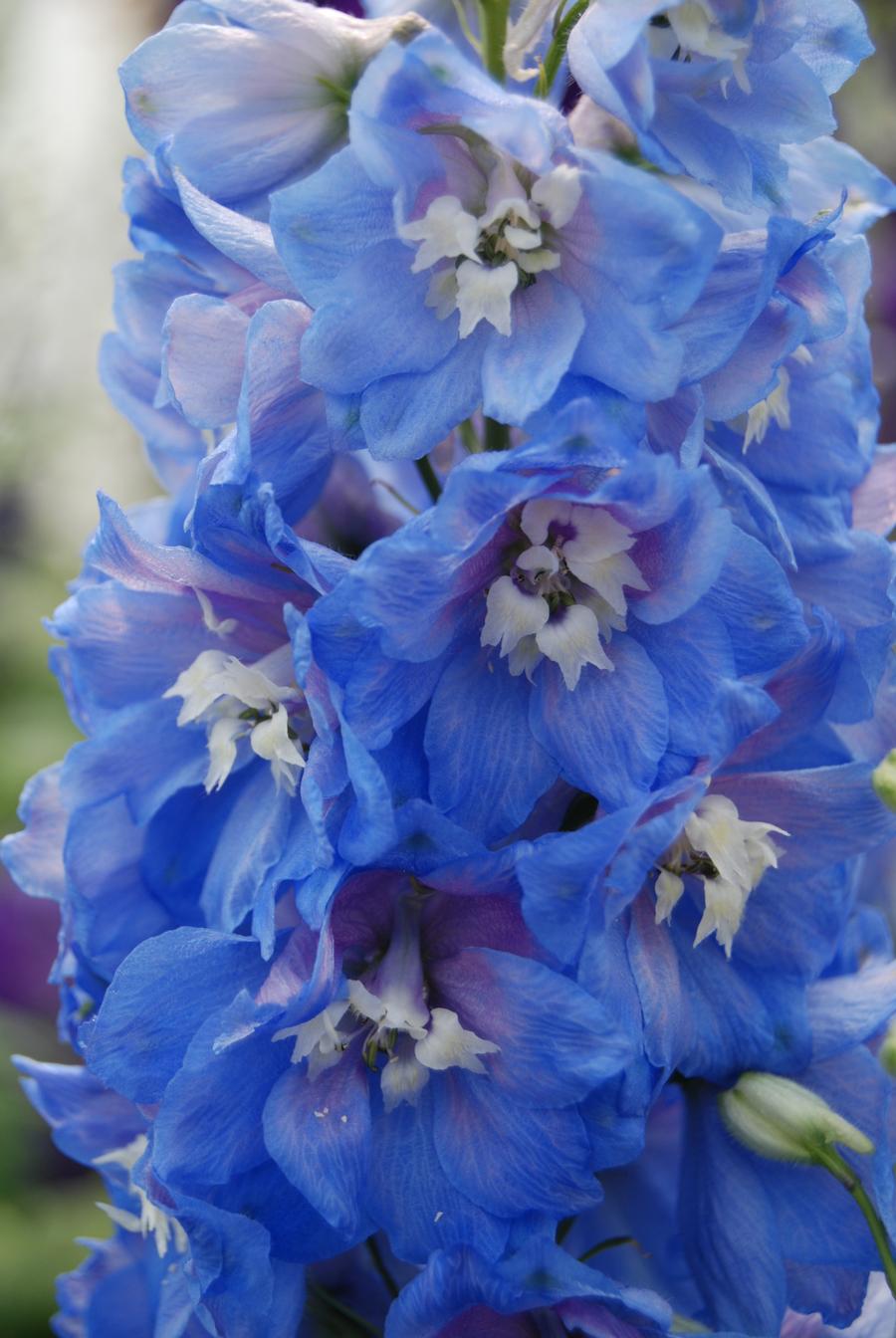 Delphinium elatum 'Magic Fountains Sky Blue/White Bee'