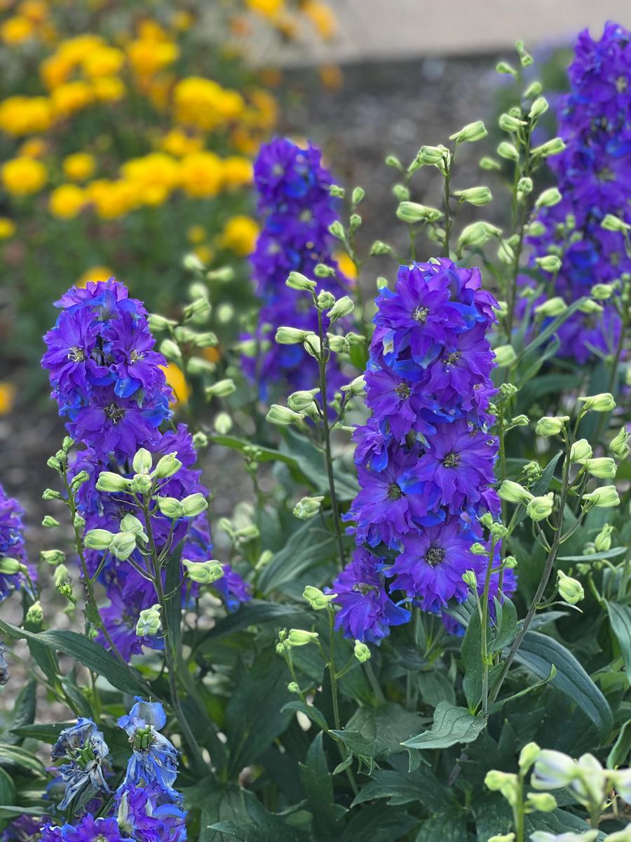 Delphinium 'Delgenius™ Kingsley'