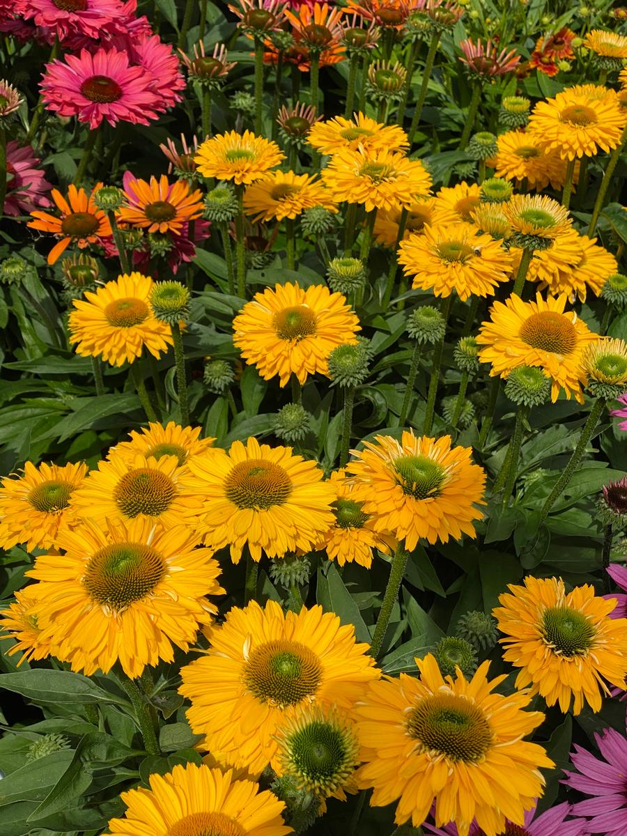 Echinacea 'SunSeekers Golden Sun'