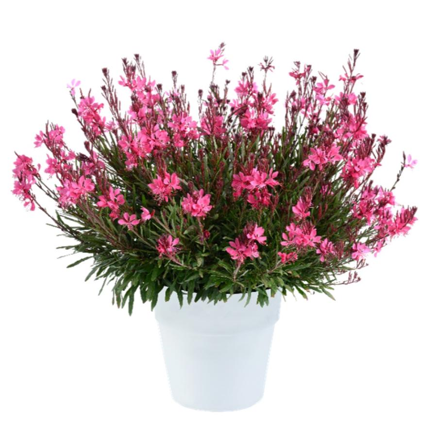 Gaura lindheimeri 'STEFFI™ Dark Rose'