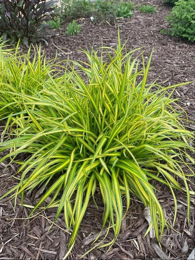 Scirpus pendula 'Stars and Stripes'
