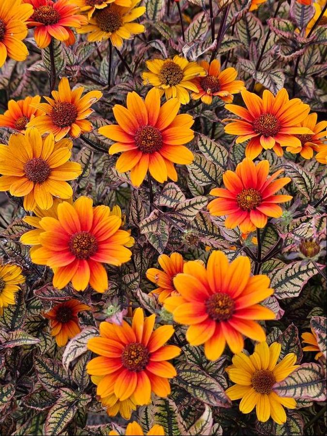 Heliopsis 'Orange Marble'