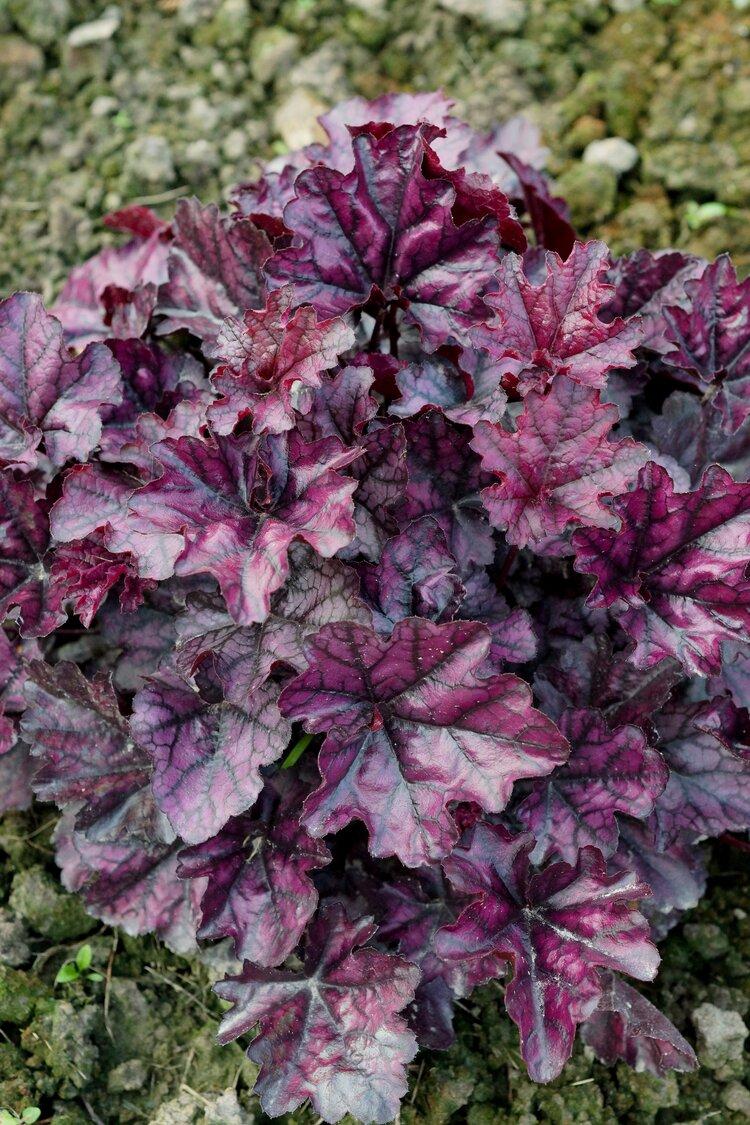 Heuchera 'Indian Summer Mulberry'
