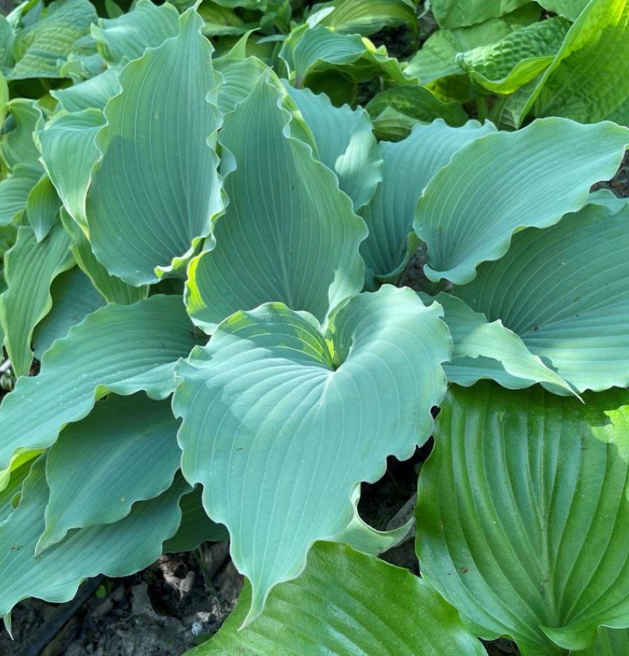 Hosta 'Skywriter'