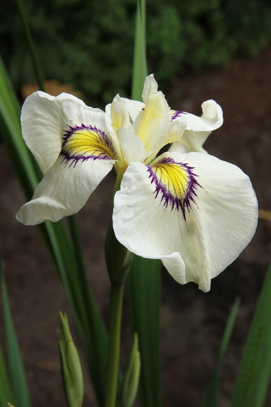 Iris pseudata 'Cat's Eye'