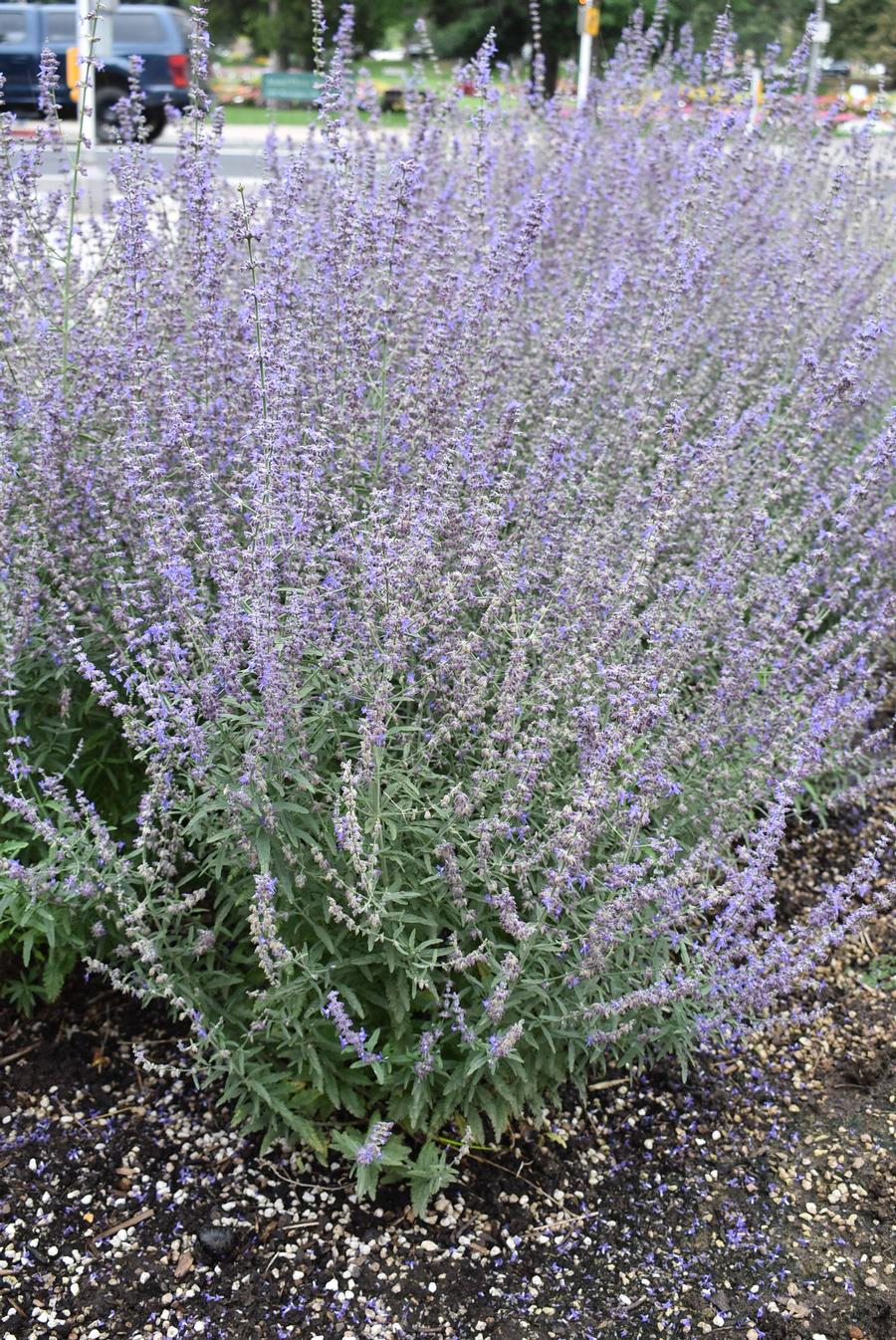 Perovskia atriplicifolia 'Jelena'