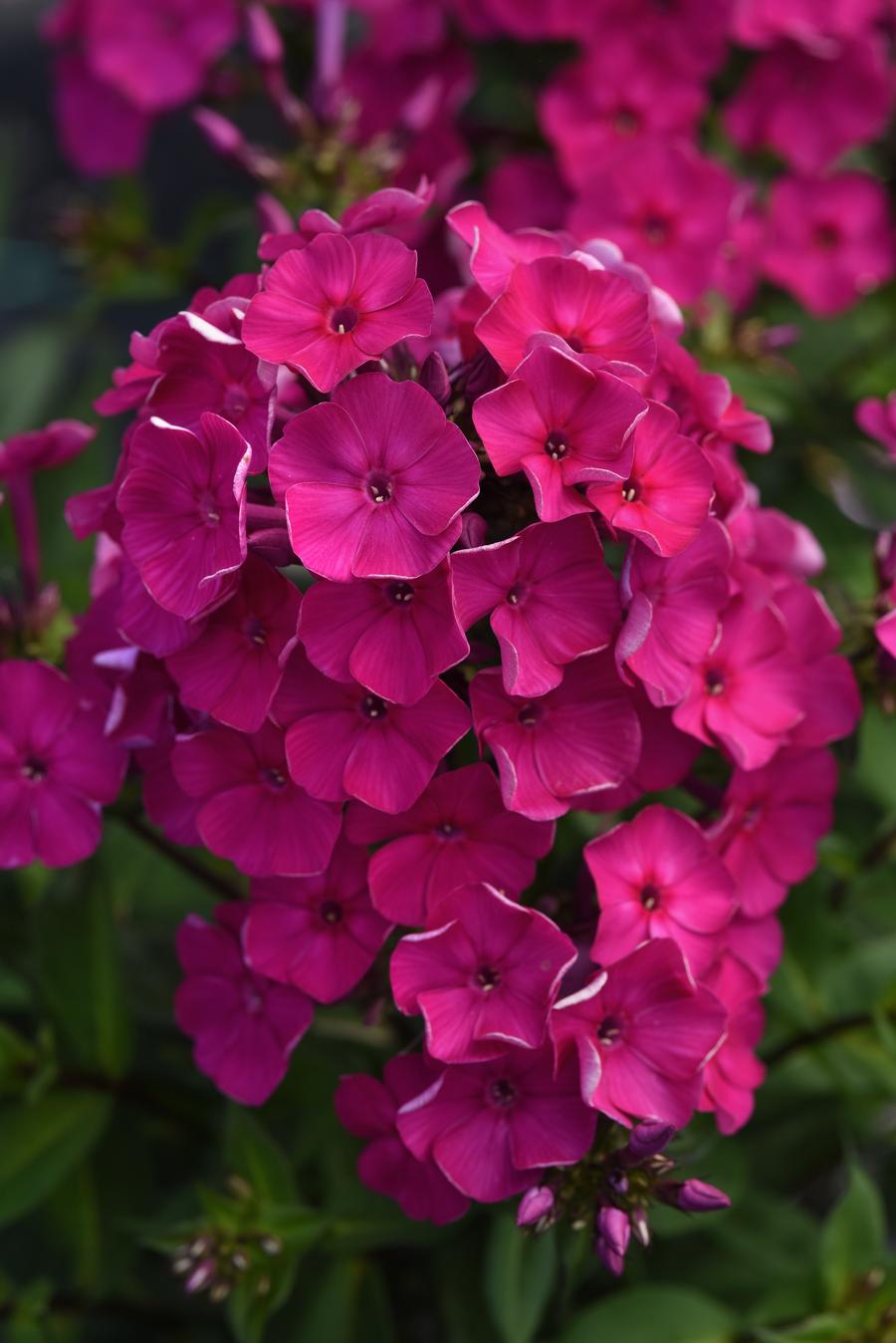 Phlox paniculata 'Super Ka-Pow™ Fuchsia'
