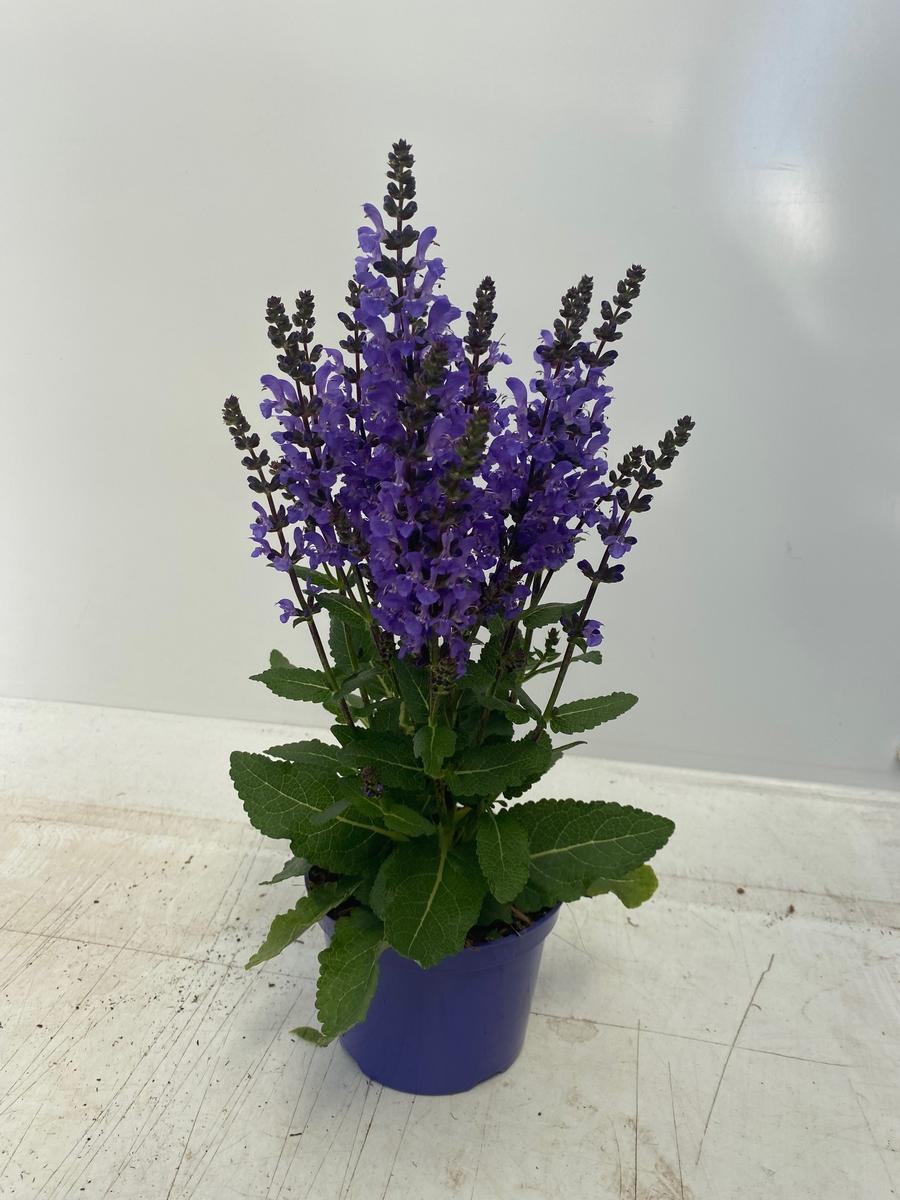 Salvia nemorosa 'Noble Knight'