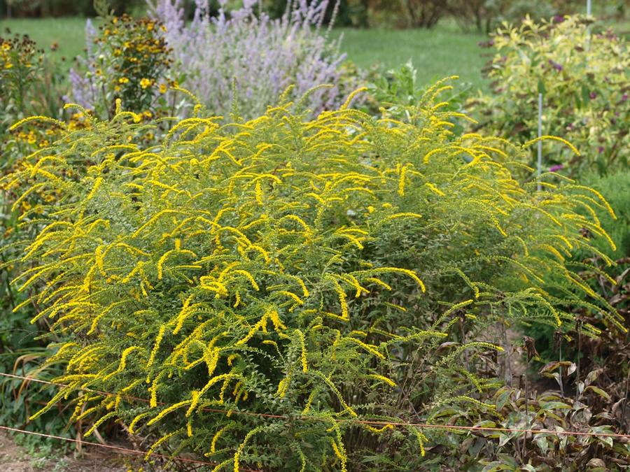 Solidago rugosa 'Fireworks'