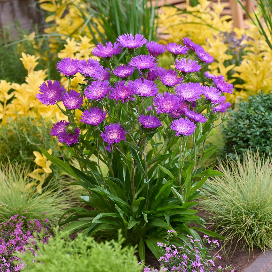 Stokesia 'Amethyst'
