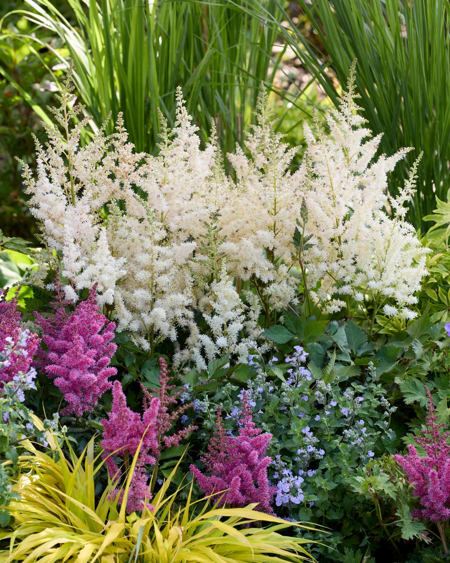 Astilbe chinensis 'Vision in White Delight'