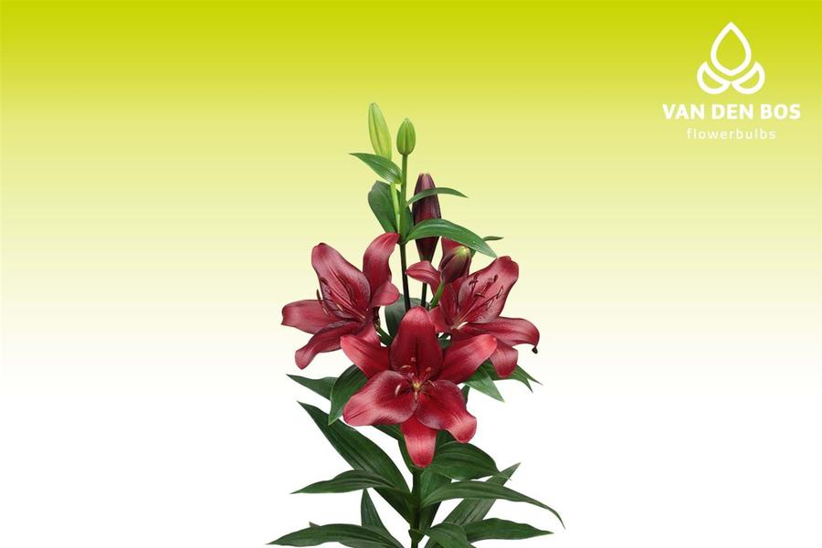 Lilium - LA Hybrid Lily 'Malbec'