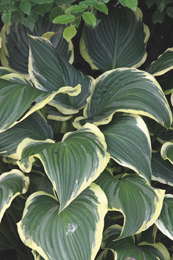 Hosta 'Yellow River'