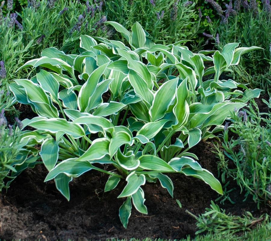 Hosta 'Libby'