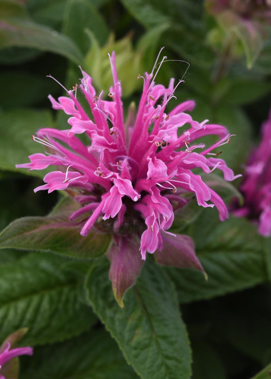 Monarda didyma 'Bee-Mine™ Pink'