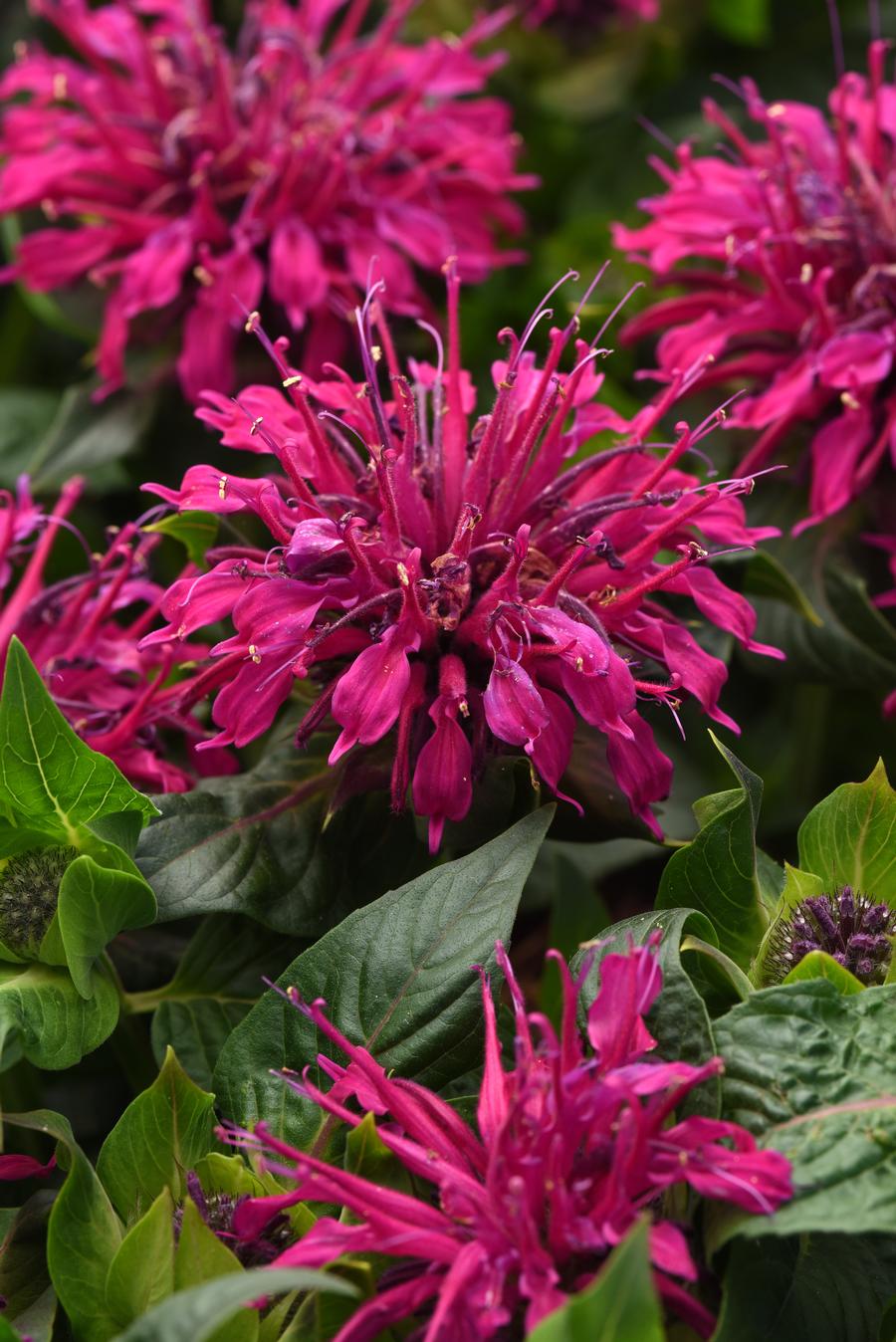 Monarda didyma 'Bee-Mine™ Purple'