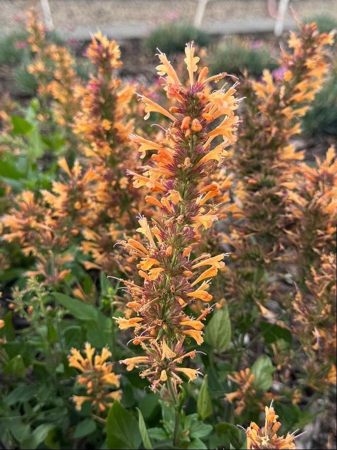 Agastache hybrida 'Honeysticks Ember'