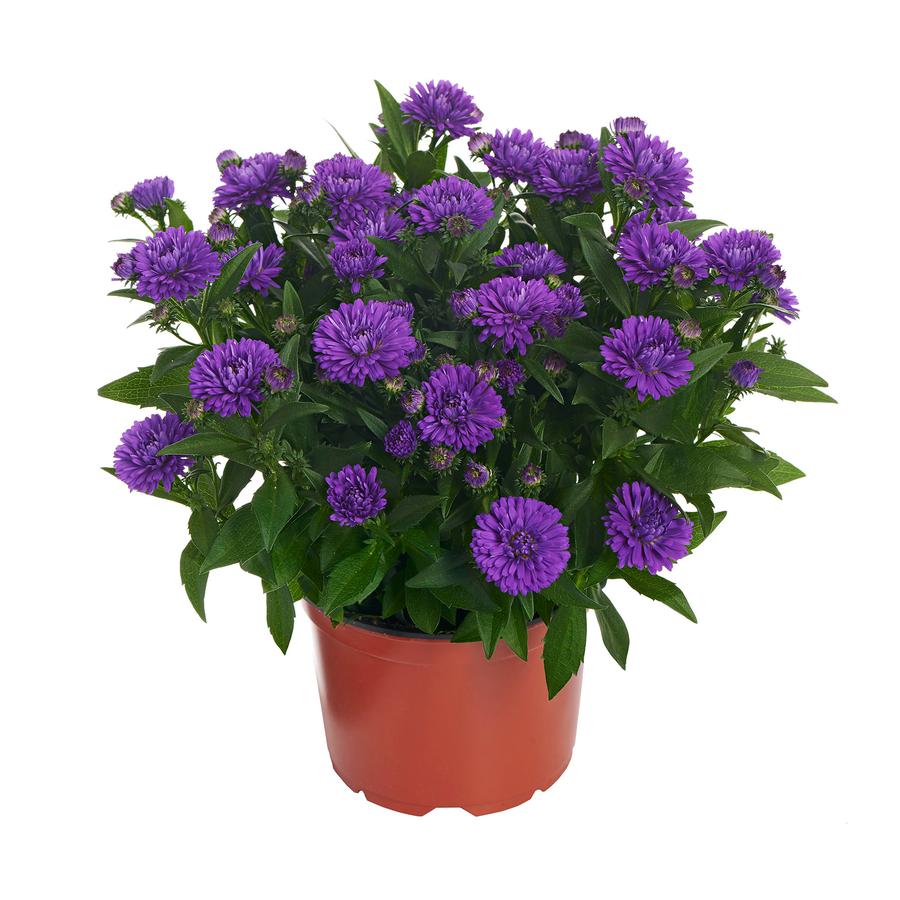 Aster novi-belgii 'Showmakers® Indigo Ice'