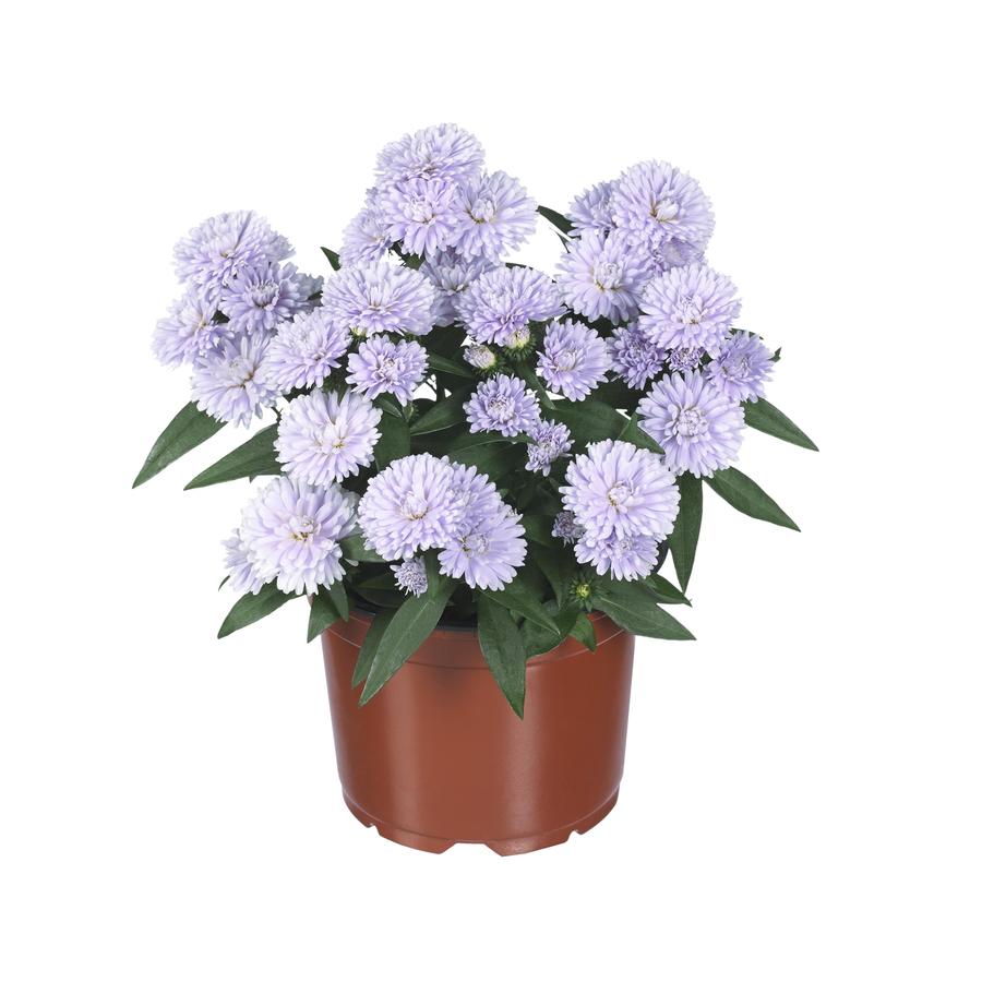 Aster novi-belgii 'Showmakers® Lilac Sunset'