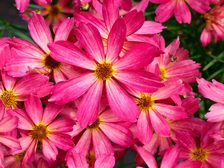 Coreopsis 'Fall Sensation™ Quartz'