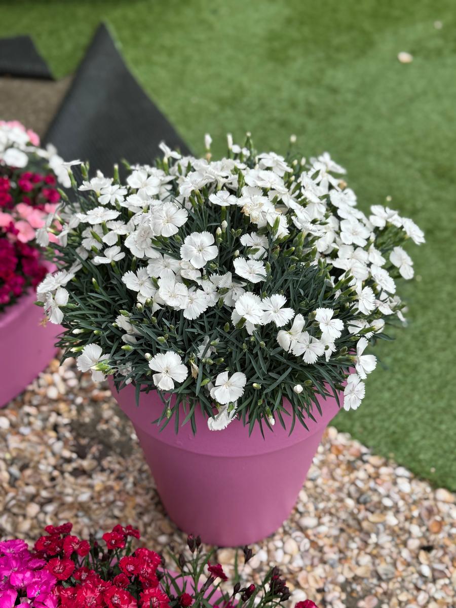 Dianthus 'Beauties® Romee'