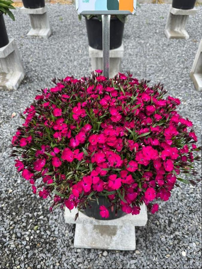 Dianthus 'Beauties® Rousey'