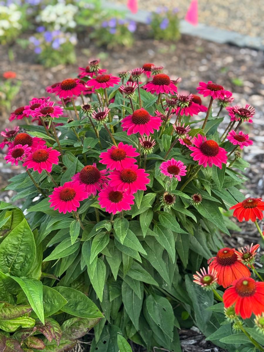 Echinacea 'Sombrero® Fuchsia Fandango'