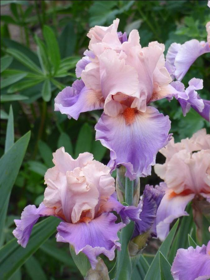 Iris germanica 'Discovered Treasure'