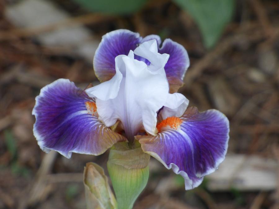 Iris Intermediate Bearded germanica 'Dazzling'