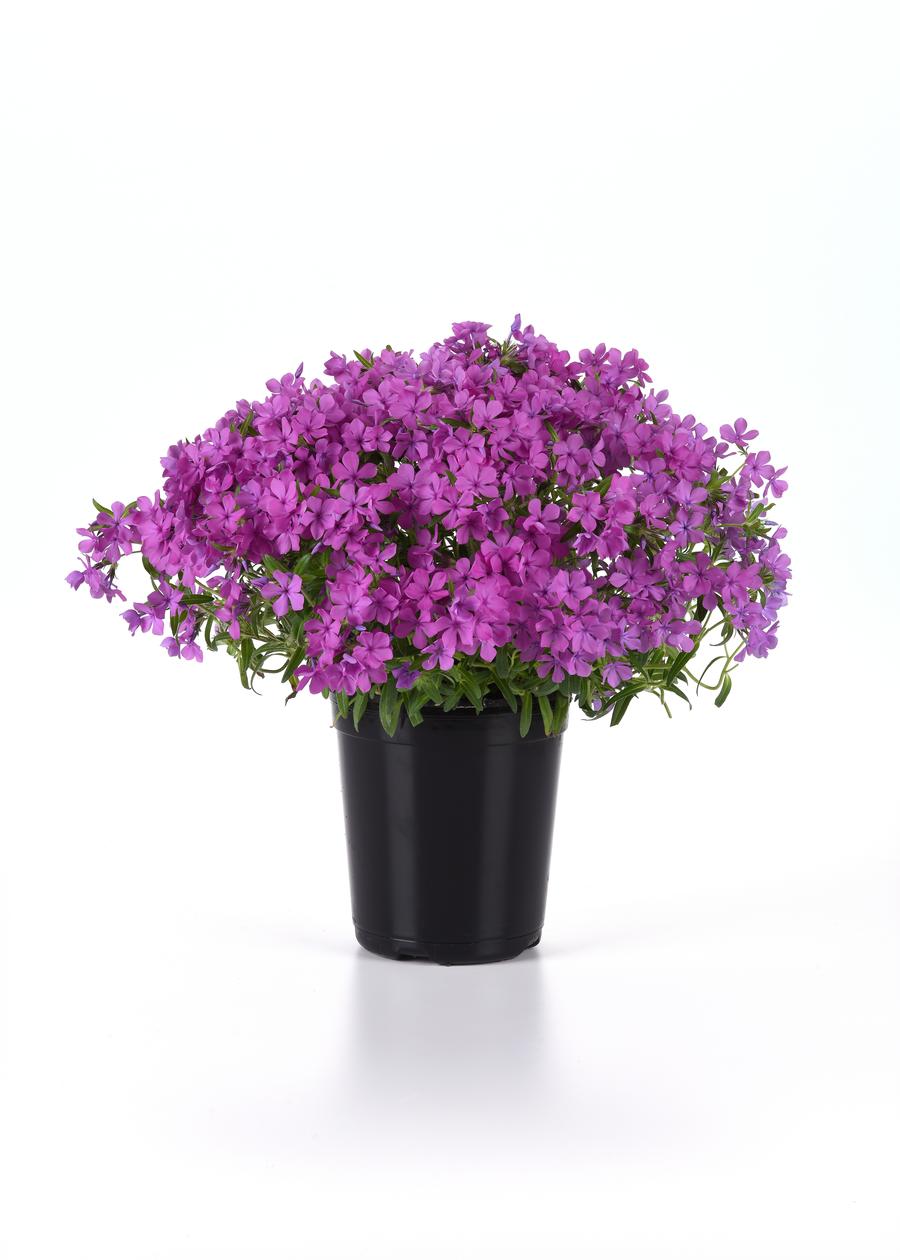 Phlox Woodland hybrida 'Candy Cloud™ Dark Pink'