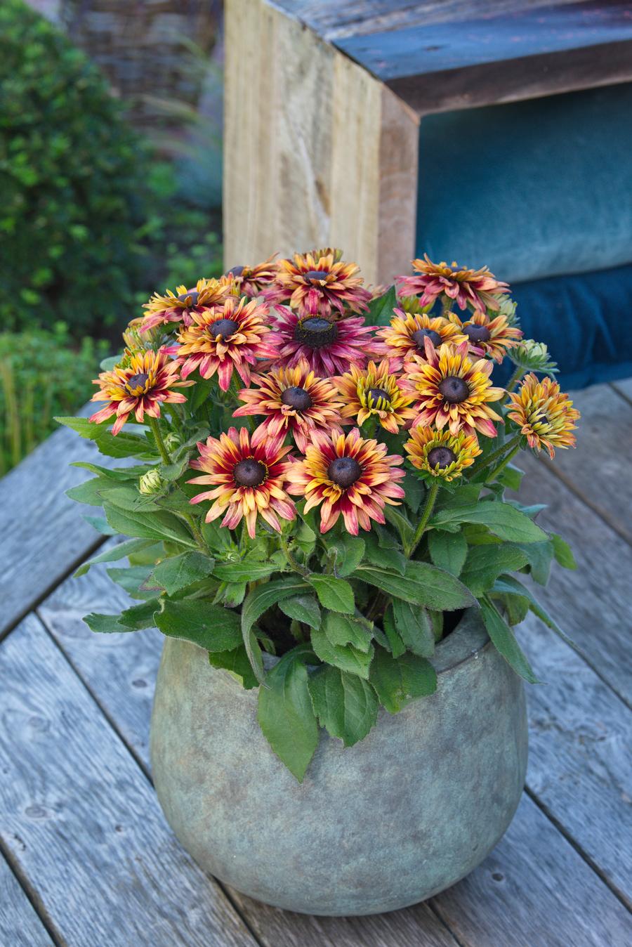 Rudbeckia hirta 'Sunbeckia® Graffiti Cherry'