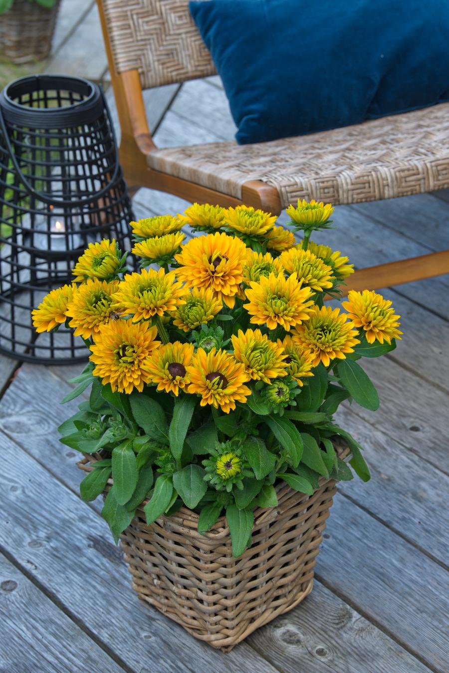 Rudbeckia hirta 'Sunbeckia™ Isabella'