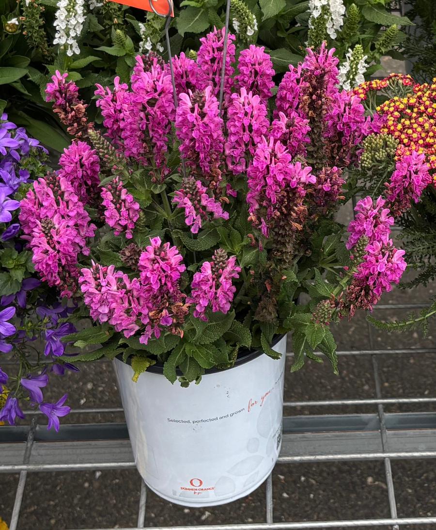 Salvia nemorosa 'Noble Princess'