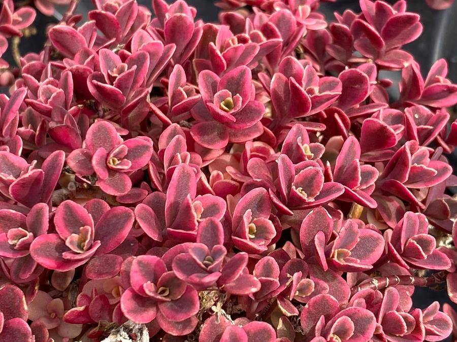 Sedum 'SunSparkler® Neon Nova'