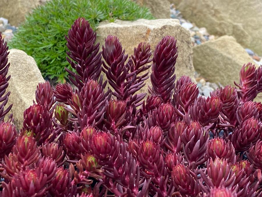 Sedum 'SunSparkler® Red Angelina'