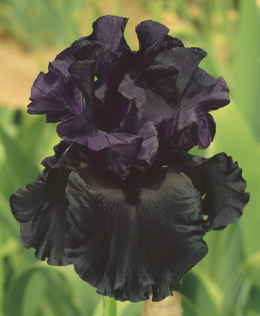 Iris germanica 'Raven Girl'