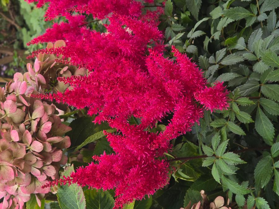 Astilbe 'Music™ Red Drumset'